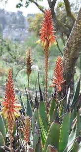 Image result for Aloe lutescens