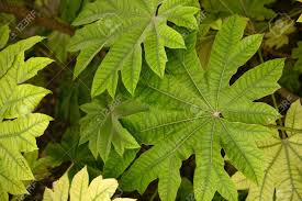 Image result for Araliaceae