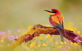 Cute Bird Wallpapers Hd Resolution Birds Wallpaper Hd Bird Wallpaper Beautiful Bird Wallpaper