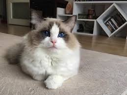 Ragdoll