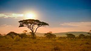 Don't miss what's happening in your neighborhood. With Safari Tourism On Hold Locals And Animals Are At Risk Conde Nast Traveler