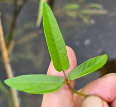 Image result for Vigna multinervis