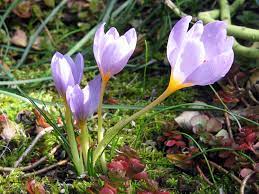 Crocus Definition And Synonyms Of Crocus In The English Dictionary