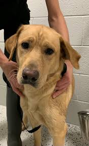 Bokhara Pet Resort & Spa