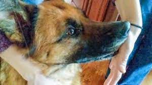 Harley The German Shepherd Dog Corn Cobbing Dog Love Nibbles Hand Dog Bite Front Teeth Youtube