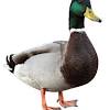 Make your way around town, from peoples' back gardens to the high street shops to the village green, setting up pranks, stealing hats, honking a lot, and generally ruining everyone's day. Https Encrypted Tbn0 Gstatic Com Images Q Tbn And9gcrkbsl D5lecmiihi0ihakmpopnhuiq8aqykanab829leaep5aa Usqp Cau