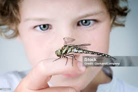 젊은 남자아이 쥠 있는 잠자리 클로즈업 인물 사진 8-9 살에 대한 스톡 사진 및 기타 이미지