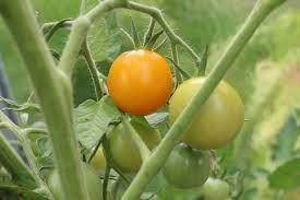 Tomaten anzucht video nummer 1. Tomaten Wachsen Nicht Weiter So Werden Sie Hoch Und Gross Tomaten De