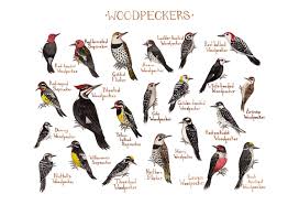 Woodpeckers Of North America By Kate Dolamore Things That