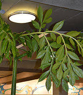 About 163 results (0.65 seconds). Amorphophallus Titanum Wikipedia