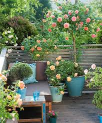 How To Grow Roses On Balcony Patio And Terrace Creating A Small Rose Garden Rose Garden Design Small Balcony Garden Balcony Plants