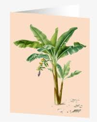 It is a very clean transparent background image and its resolution is 1000x1000 , please seeking more png image christmas tree clip art png,christmas tree clipart png,cherry blossom tree png? Banana Tree Png Images Transparent Banana Tree Image Download Pngitem