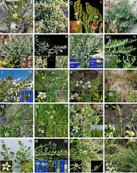 Image result for Thesium megalocarpum