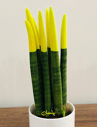 بيلسان لبيع نباتات الزينة Posts Facebook