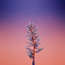 List Of Free Zedge For Pc Wallpapers Download Itl Cat