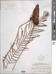 Image result for Blechnum attenuatum