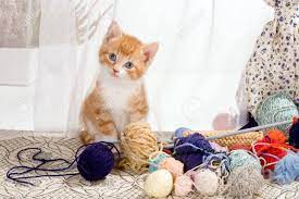 Kitten measures 6 inches long. Sechs Wochen Alte Katzchen Zu Frech Mit Strickwolle Lizenzfreie Fotos Bilder Und Stock Fotografie Image 4967747
