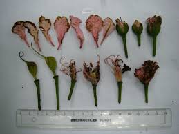 Image result for Tessmannia anomala