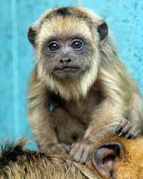 Smithsonian's National Zoo and Conservation Biology Institute