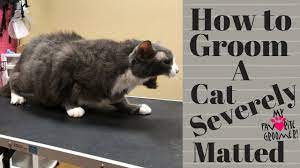 When a cat has matted fur, a shave or hair cut is often the best solution. Grooming An Extremely Matted Cat Youtube