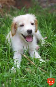 Maybe you would like to learn more about one of these? All About Dogs