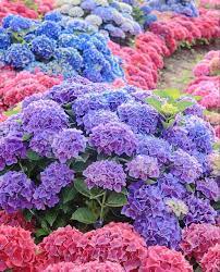 Hydrangea Beautiful Flowers Hydrangea Flower Succulent Garden Diy
