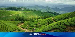 Dengan adanya kebun teh ini menjadikan daftar tempat wisata alam di majalengka semakin bertambah.sehingga lokasinya yang berbatasan langsung dengan ciamis ini,dikelola dengan baik oleh pihak pengelola koperasi yang berada di cipasung ini.dengan dikelolanya perkebunan teh ini. Liburan Ke Kebun Teh Taraju Tasikmalaya Nikmati Udara Segar Sambil Minum Teh Halaman All Kompas Com