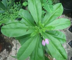 Image result for Talinum fruticosum