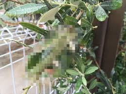 虫に葉っぱが食べられた そんな時 素早く対策する為には虫のアレを見つけるのが近道 2015 10 29 洋風イングリッシュガーデン お庭リフォームは柴垣グリーンテック