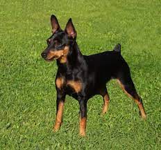 the 10 low maintenance small breed dogs in 2021 miniature pinscher dog mini pinscher dog breeds