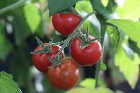 Dies hat gleich mehrere vorteile. Saftige Tomaten Satter Rasen Antenne Thuringen