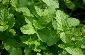 You can conduct a soil testthrough your local extension office to determine the nutrient balance and ph of your soil. Mint Central Texas Gardener