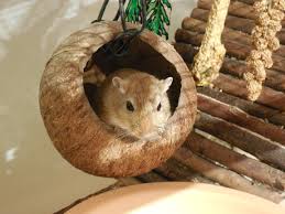 Ratten vertreiben mit einem hausmittel, was ist dran, was hilft und was nicht? Bau Von Einrichtungsgegenstanden Rennmaus De