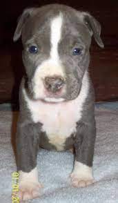 21 Dog Gone It Ideas Puppies Rottweiler Puppies Cute Animals