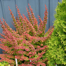 Image result for Thunbergianthus muloloensis