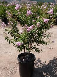 Image result for Cassia thyrsoidea