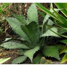 Image result for Aloe welwitschii