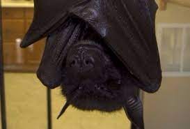 Yes they are legal in florida, but check with your city government ordinances on companion animals as ferrets may require a permit to own. 10 Exotic Pets That Are Legal In Florida Pethelpful