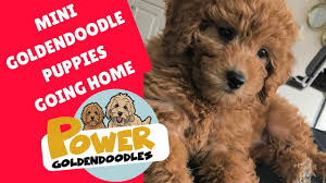 American goldendoodle is a top massachusetts goldendoodle breeder. Mini Goldendoodle Puppies Doodle For Sale Boise Idaho Northwest Pacific Seattle California Bernedoodlemini Goldendoodle Doodle Boise Idaho California Washington Oregon Arizona For Sale
