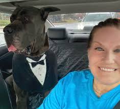 Large grey dog walking