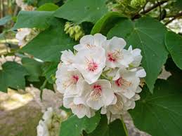 Image result for Dombeya