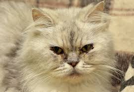 A stuffy nose can make your cat miserable. Air Purifier For Allergies In Cats Symptoms Causes Diagnosis Treatment Recovery Management Cost
