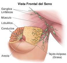 Como Se Produce La Leche Materna Anatomia De La Mama