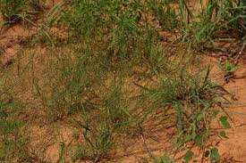 Image result for Cordylostigma virgatum