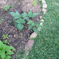Blackberries are native perennials that are sometimes referred to as dewberry. Blackberry Fruit Urban Hum Gardening