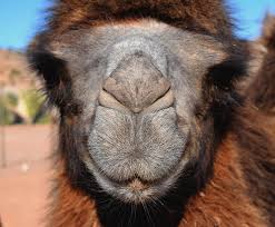 Their thick lips allow them to eat things that most other animals camels are very social and like to greet each other by blowing in each other's faces. Camel Face Photograph By Eric D Courtney