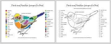 Download coloring book for adults & kids for free today and keep your eyes in our frequent updates for lots of new content. Parts Of A Bird Plus Blank Coloring Page