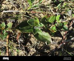 Image result for Commicarpus pentandrus
