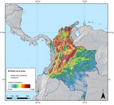 Image result for Emilia caespitosa