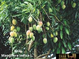Cây Xoài - Những cây thuốc và vị thuốc ...